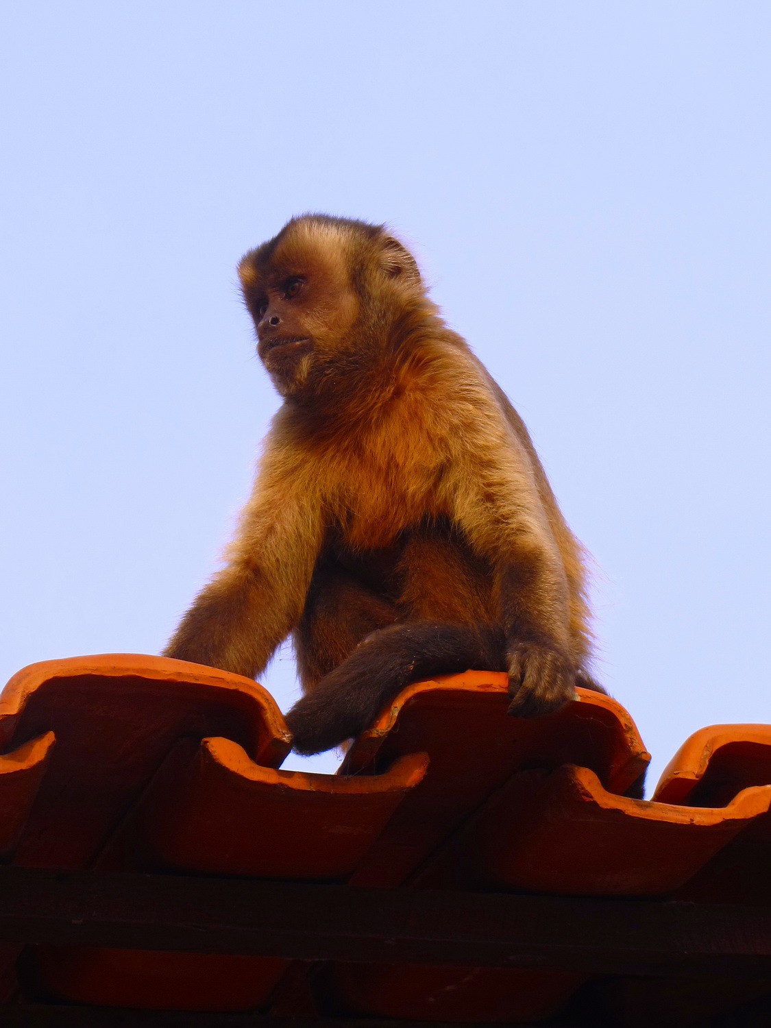 Monkey watching us